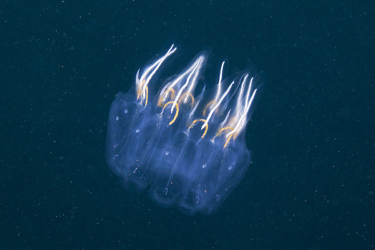 подводный мир