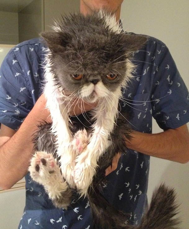 Команда мокрых котиков: они высохнут и отомстят! коты, купать, месть близко, ненависть