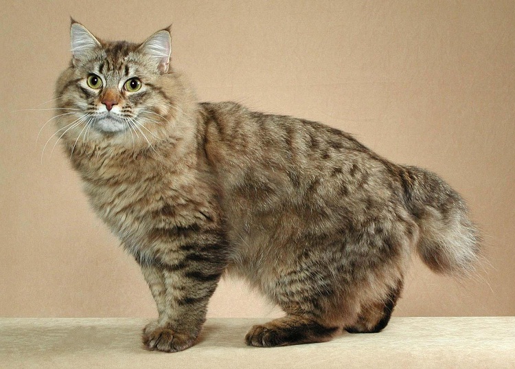 самые большие породы домашних котов: Американский бобтейл