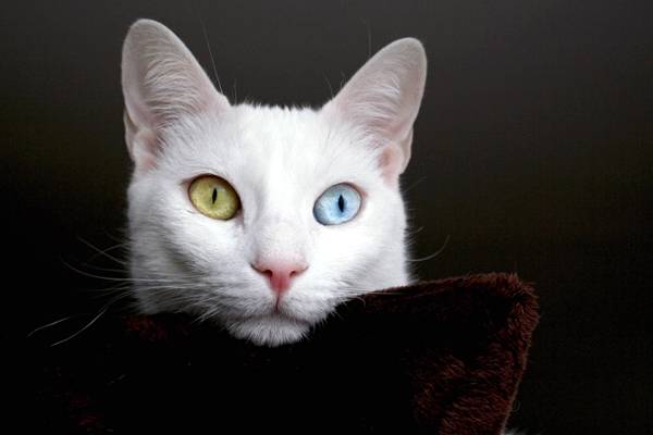 Самые необычные кошки коты Земли Самые редкие породы кошек
