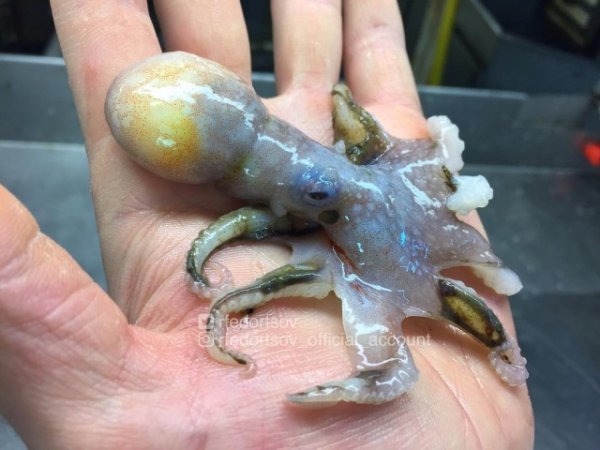 Чудища морских глубин Чудища морских глубин