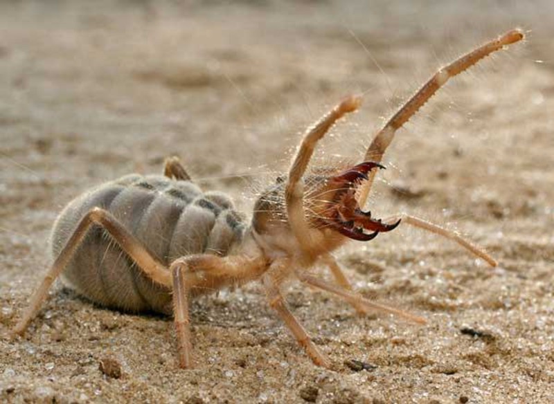 8. Фаланги (Camel spider) 8. Фаланги (Camel spider) животные, факты