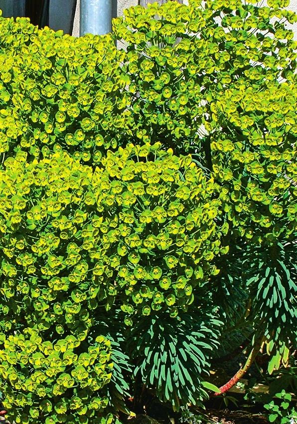   (Euphorbia characias)