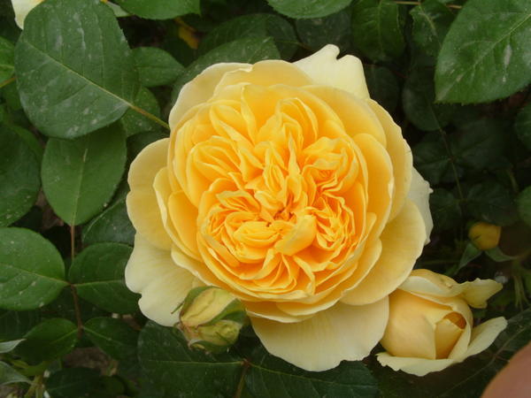 Романтическая роза сорт Charlotte
