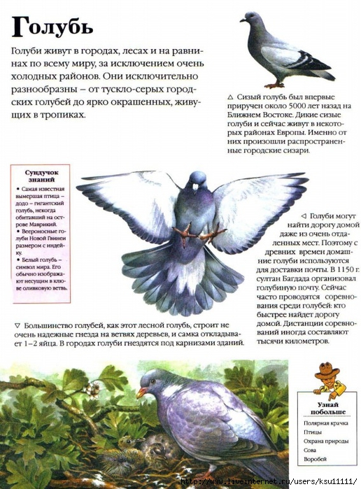 Entziklopedia dlya detei.Vse o jivotnih ot a do ya..page029 (516x700, 310Kb)