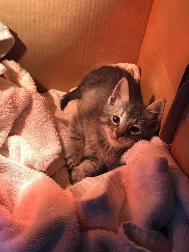 Спасение котенка