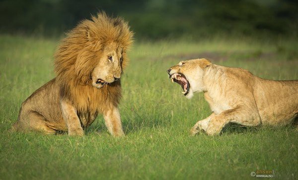 Прикольные животные, которых не плохо кормят животные, коты, прикол, юмор