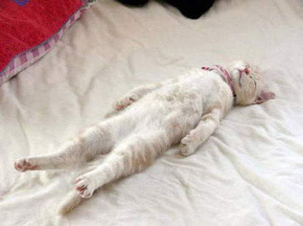 15 фотографий котов, которым всё равно, где спать