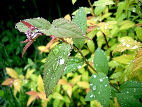 Капли дождя на листьях спиреи