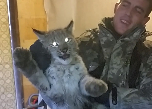 В Челябинской области поймали дикую рысь В Челябинской области поймали дикую рысь