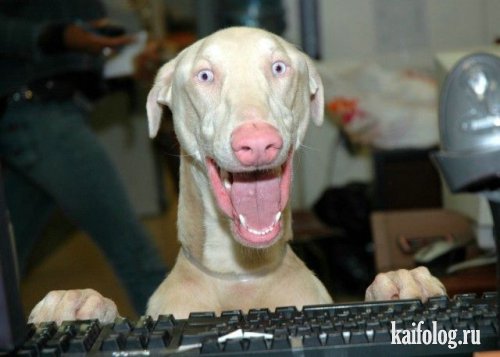 Приколы про собак (50 фото)