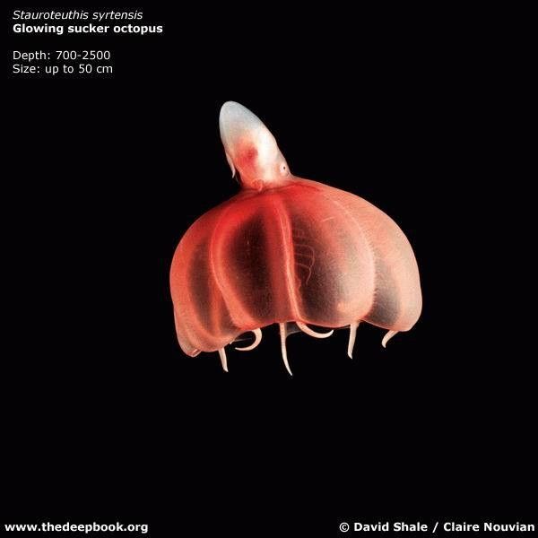 vpadina024