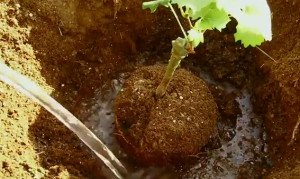 Полив винограда летом – особенности процесса + Видео Полив винограда летом – особенности процесса + Видео