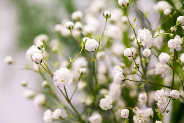 Гипсофила (Gypsophila)