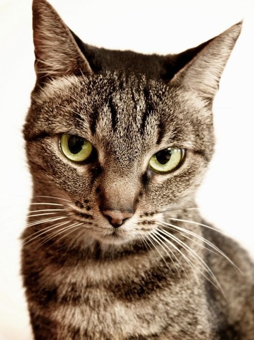 Смешные и просто красивые фотографии кошек (136 фото)