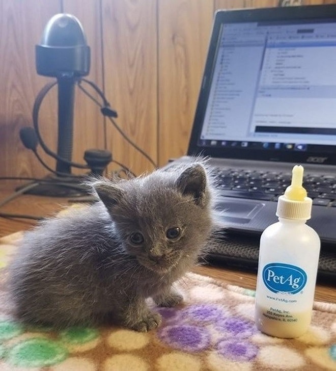 Пушистый котенок Котенок и бутылочка