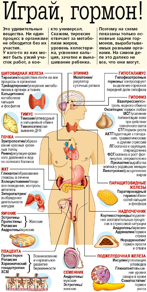 Какие Гормоны Выделяются Во Время Секса