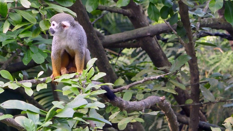 «Шимпанзе, нейроны и душа»: биологи обнаружили акушерство у обезьян бонобо
