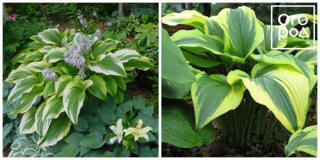   hosta montana