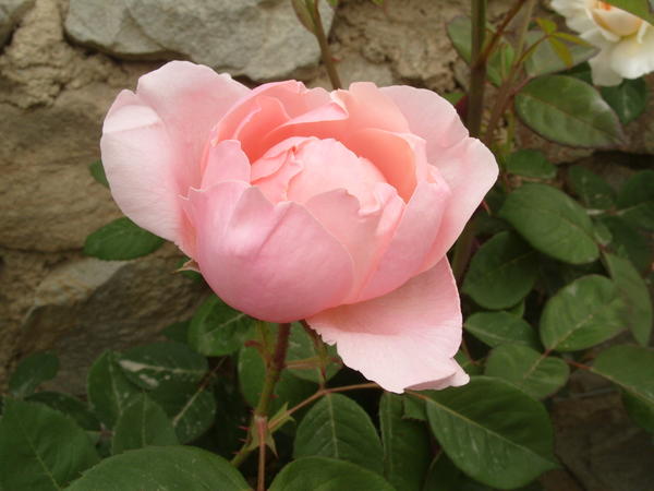 Романтическая роза сорт The Alnwick Rose
