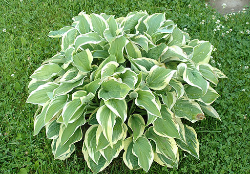 ,  (Hosta)