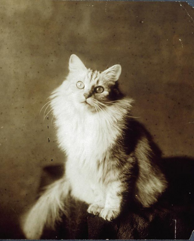 Старинные фотографии кошек