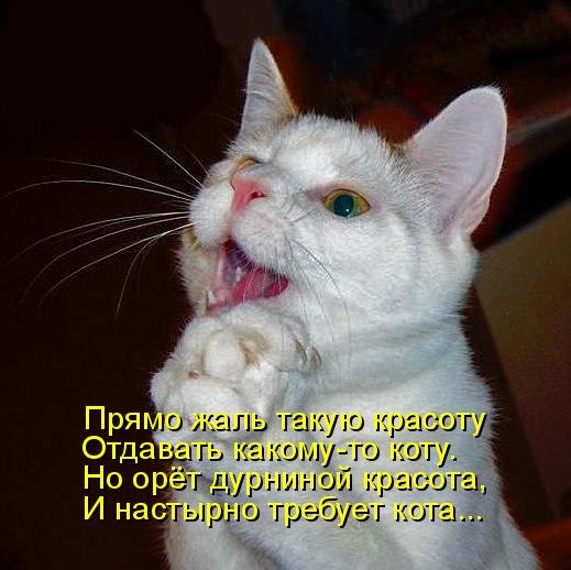 Котоматрица (81 фото)