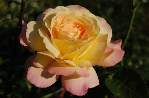 Лучшие сорта розовых роз: посадка и уход