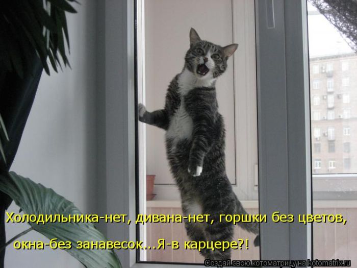 Лучшие котоматрицы недели (50 фото)