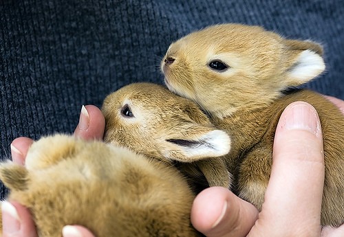 Крольчата (18 фото)