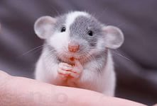 Архив: Крысы Дамбо: 500 руб. - Грызуны в Костроме на Slando