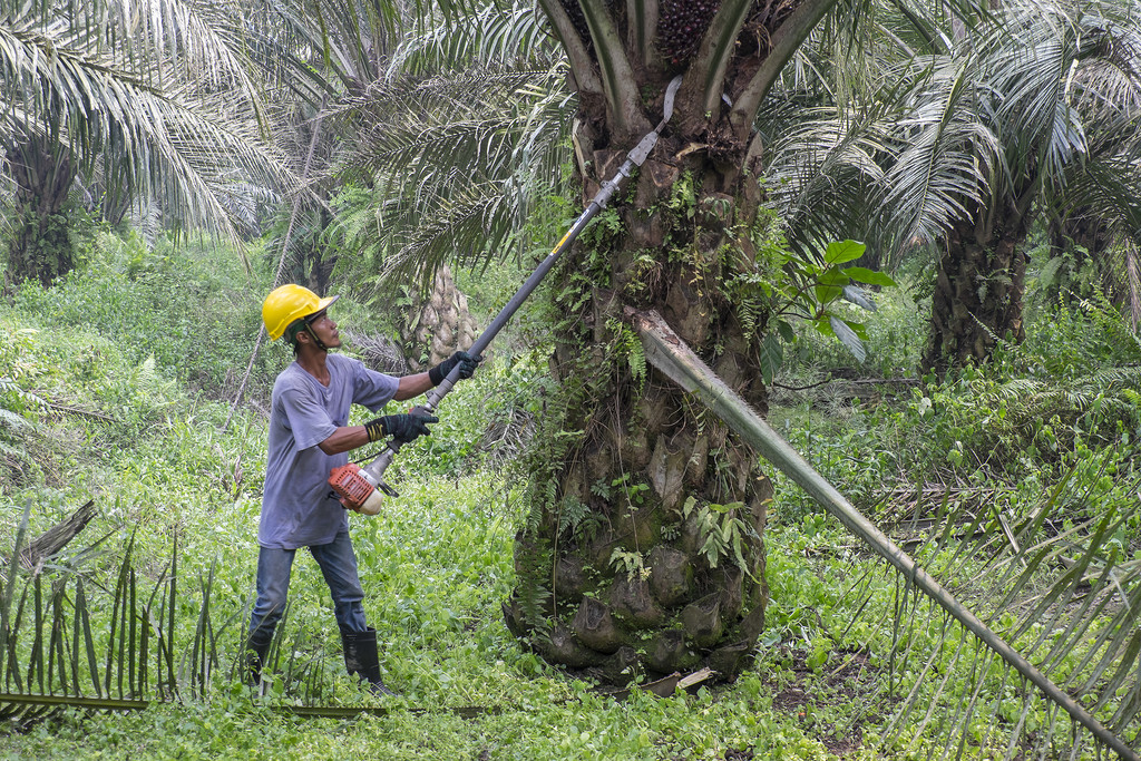 О вреде пальмового масла