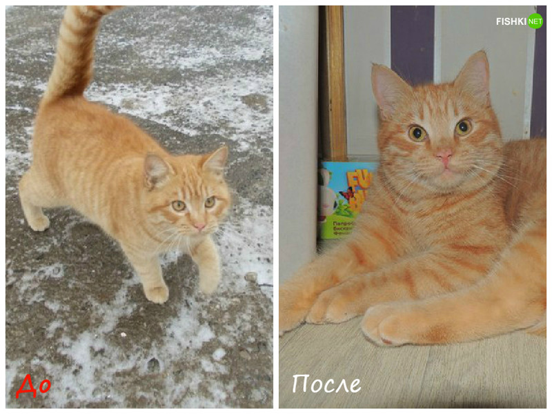 Две большие разницы: животные до и после того, как их приютили до и после, дом, животные, коты, собаки, улица