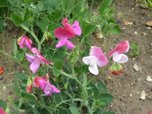 Душистый горошек (Sweet pea)