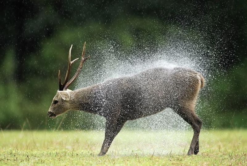 hog deer1     Phu Khieo