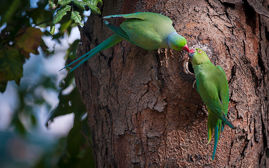 Индийские кольчатые попугайчики в парке в Калькутте, Индия