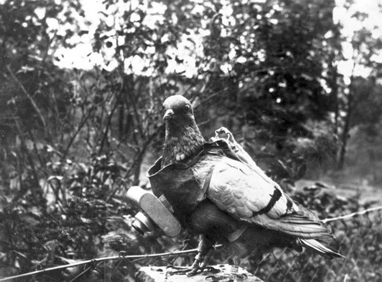 German unmanned camera pigeon probably aerial reconnaissance in World War I