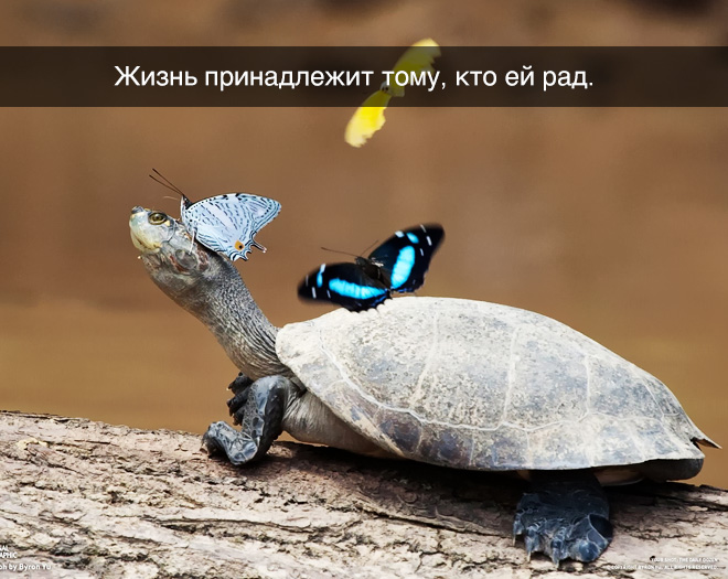 Одной фразой