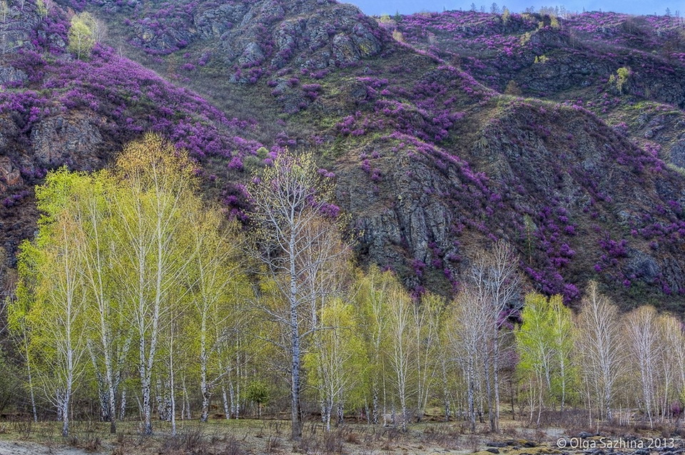 Картинки багульник в забайкалье