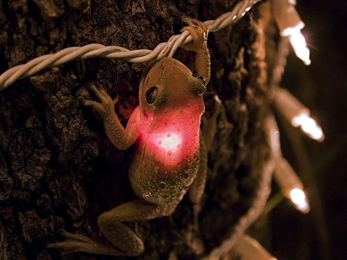 Удивительные лягушки в природе: Кубинская древесная лягушка проглотила лампочку.