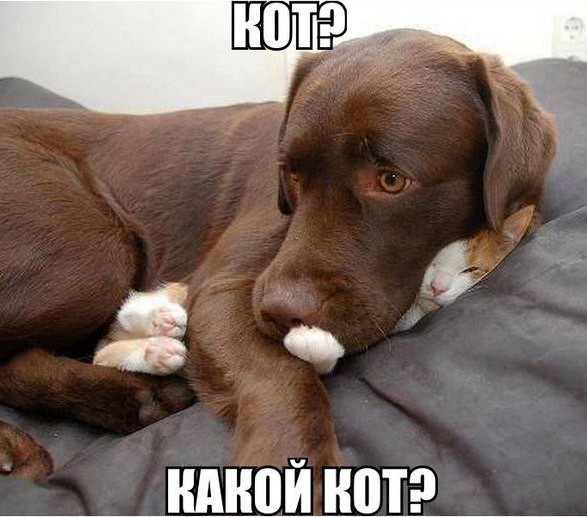 Кошки и собаки. Враги или друзья? животные, коты, кошки и собаки, прикол