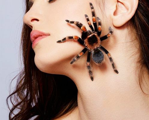 Почему люди так боятся пауков?