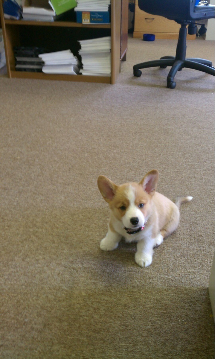 щенок в офисе