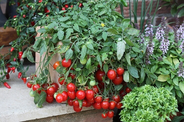 томаты вырощенные в ведре