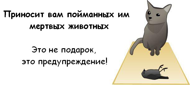 Как узнать, что ваш Кот собирается вас убить