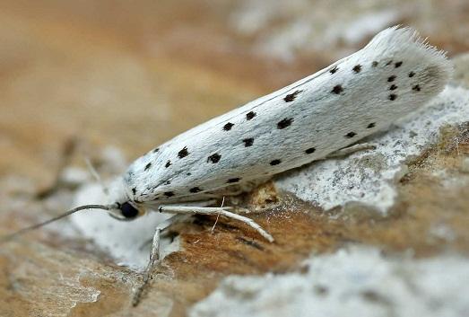 Мерзкие вредители