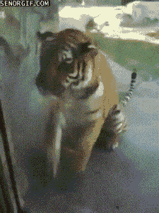 Большие кошки кошачьими делами, смешные тигры львы, анимация большие кошки, анимация тигры львы