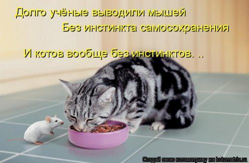 Коллекция лучших котоматриц недели