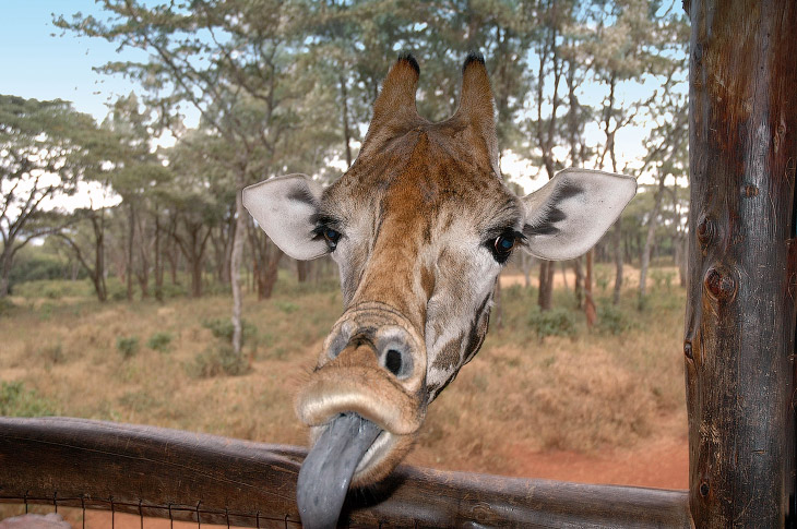 Необычный конкурс Comedy Wildlife Photography Awards 2015 Необычный конкурс Comedy Wildlife Photography Awards 2015