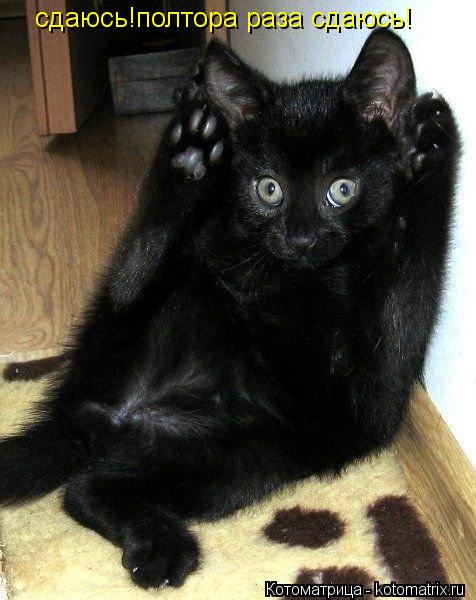 И снова котоматрица!!! И снова котоматрица!!!